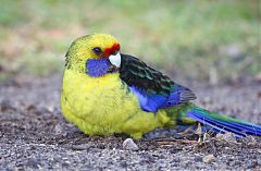 Green Rosella